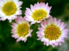dsc_0951a