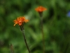 dsc_1440b