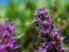 dsc_7539a