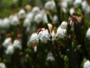 dsc_7552a