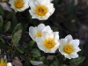 dsc_7592as