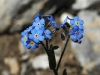 dsc_7595as