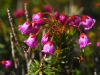 dsc_7634as